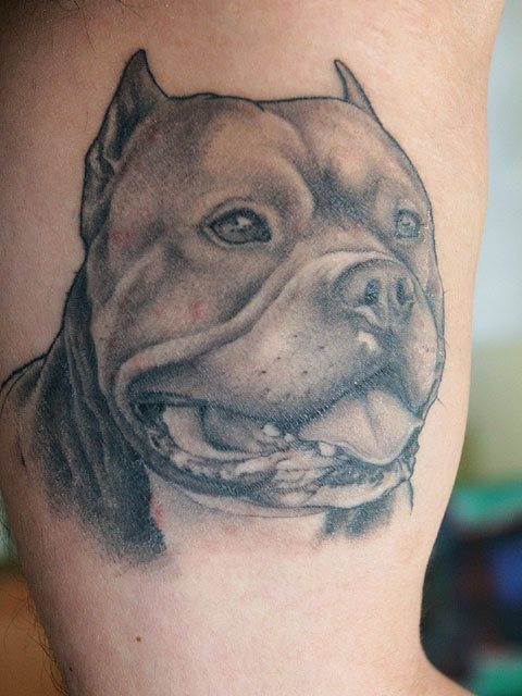 Tatuaje de un perro de presa, muchas personas que tienen este tipo de animales se lo tatúan en su piel cuando este animal ya no les acompaña porque ha fallecido y quieren tener presentes siempre la cantidad de momentos inolvidables que su mascota le prorporcionó