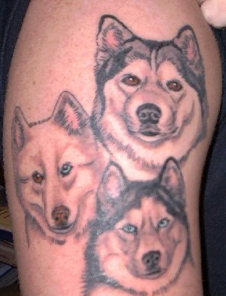 Tatuaje de tres Husky Siberiano, cada uno de un color y que se han tatuado sólo la cabeza, como ya sabréis el Husky es una raza de perro originaria del noreste de Siberia y presenta un gran parecido a los lobos, además son perros ideales para climas muy fríos