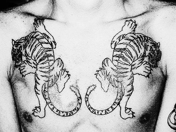 Tatuaje de dos tigres trepando sobre el pecho de este chico y para ello se ha jugado con las garras de los tigres como si se fueran clavando sobre el pecho, un tatuaje que cuando esté acbado, seguro que impresiona a mucha gente