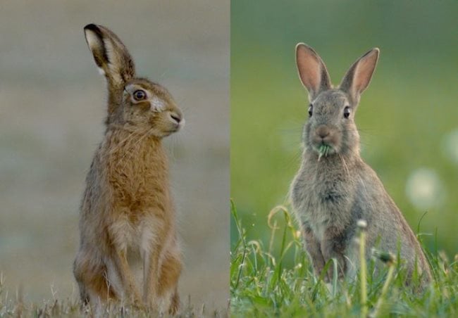 ¿Cómo diferenciar a un conejo de una liebre?