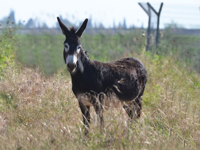 Simbología del Burro, Asno