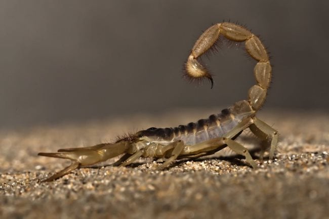 escorpion 2