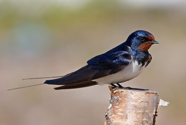 Simbología de la Golondrina