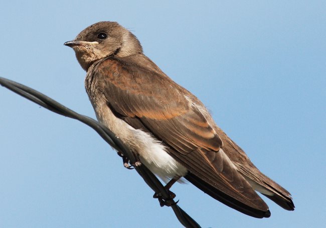 golondrina