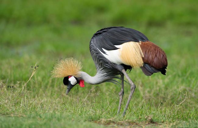 grulla