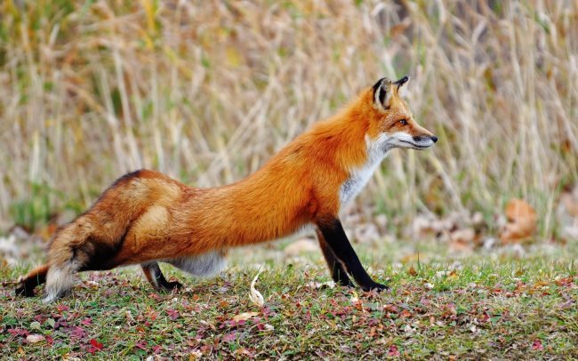 El Zorro: ¿Qué simboliza este animal?¿Cuál es su significado espiritual?