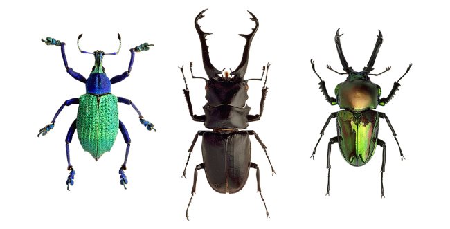 Los 60 sueños más populares de insectos con sus respectivos significados