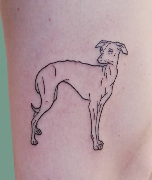 tattoo galgo 02