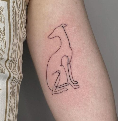 tattoo galgo 50