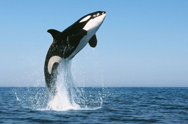 ballena2