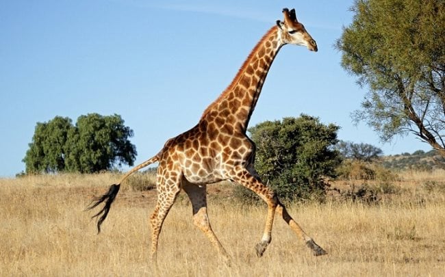 ¿Por qué tienen las jirafas el cuello tan largo?