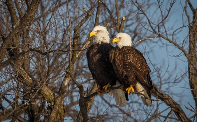 Aigles