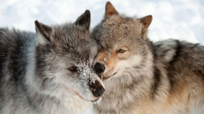 Loups