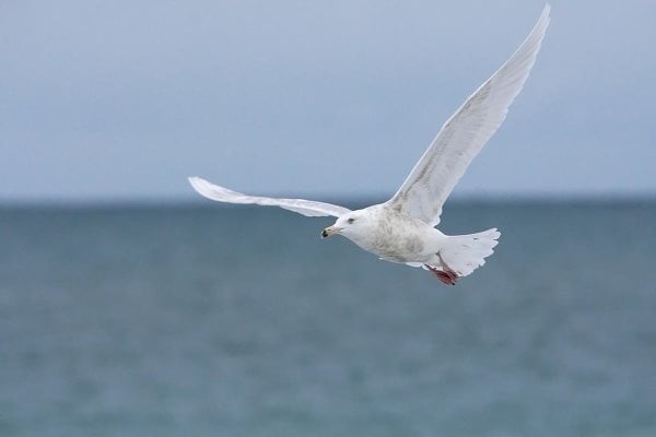 Mouette