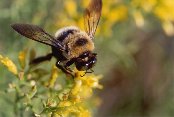 Que mangent les abeilles ? Tout sur leur alimentation