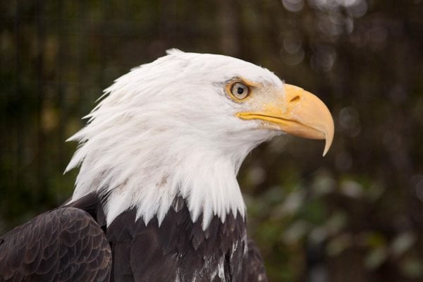 Que mangent les aigles ? Tout sur leur alimentation