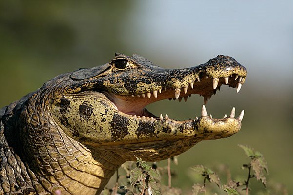 alligator