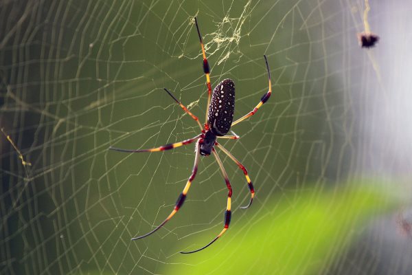 Que mangent les araignées ? Tout sur leur alimentation