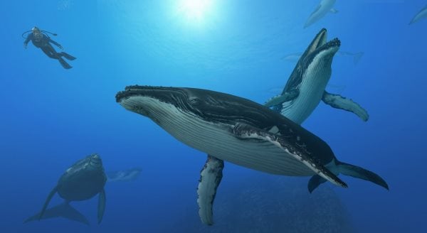 Que mangent les baleines ? Tout sur leur alimentation