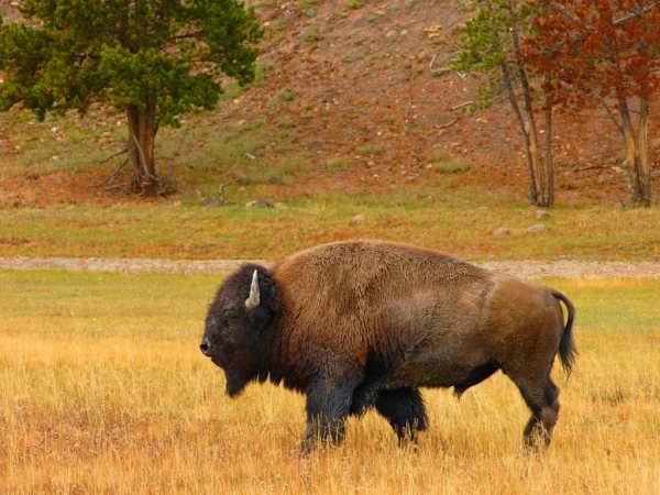 Que mange un bison ? Où vivent ? Tout sur son alimentation