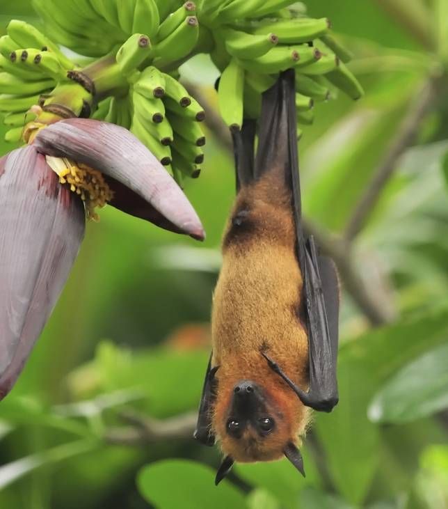 Que mangent les chauves-souris ? Tout sur leur alimentation