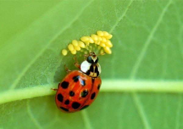 Que mangent les coccinelles ? Tout sur leur alimentation