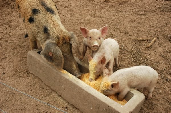 Que mange un cochon ? Tout sur son alimentation