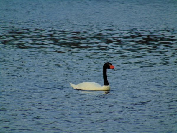 cygne