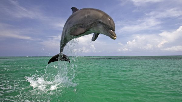 Que mangent les dauphins ? Tout sur leur alimentation