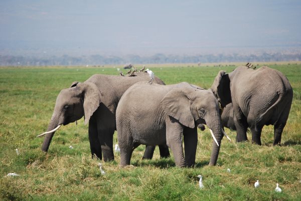 Que mange un éléphant ? Tout sur son alimentation