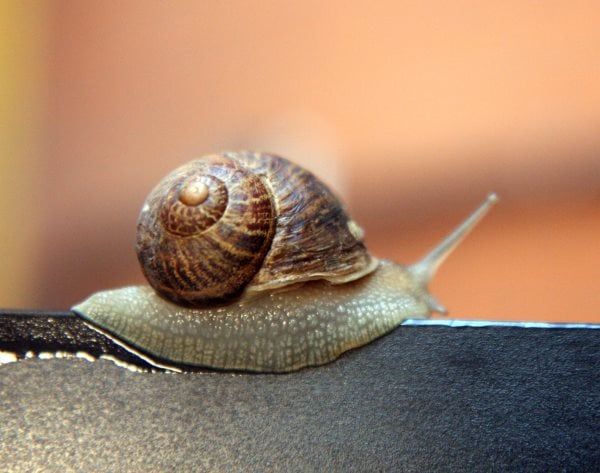 Que mangent les escargots ? Tout sur leur alimentation