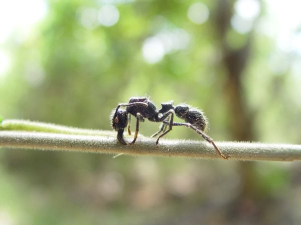 Que mangent les fourmis ? Tout sur leur alimentation