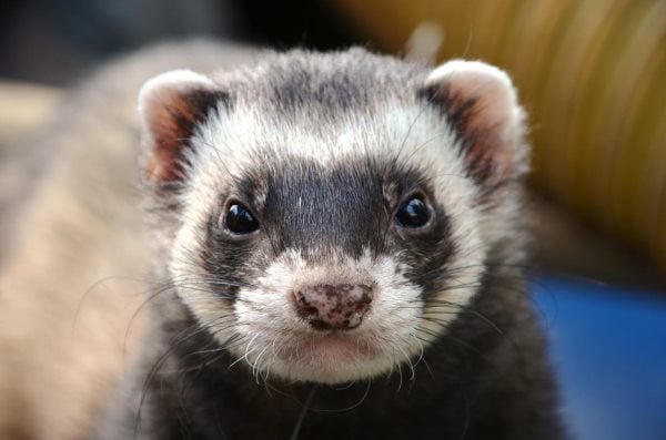 Que mange un furet ? Tout sur son alimentation