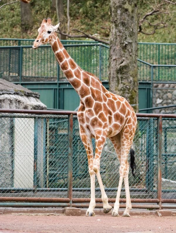 Que mange la girafe ? Tout sur son alimentation