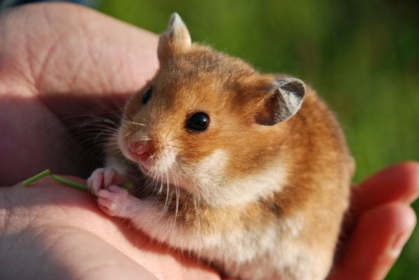 hamster