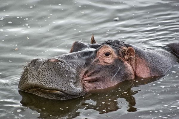 Que mangent les hippopotames ? Tout sur leur alimentation