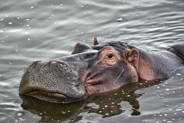 hippopotame