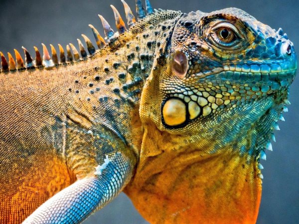 Que mange un iguane ? Tout sur son alimentation