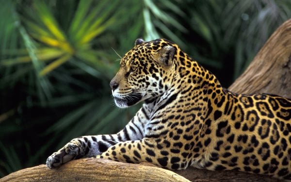 Que mangent les jaguars ? Tout sur leur alimentation