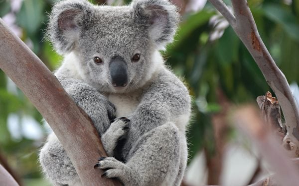 Que mangent les koalas ? Tout sur leur alimentation