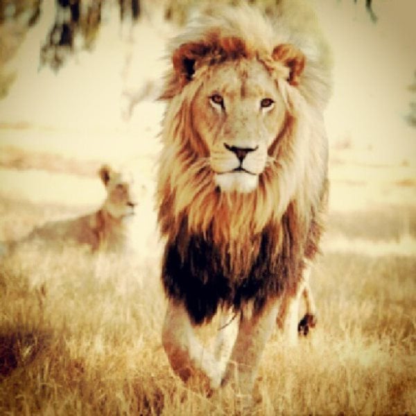 lion