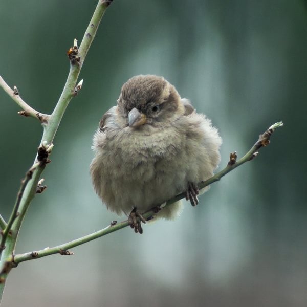 Que mange un moineau ? Tout sur son alimentation