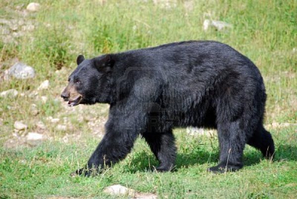 Que mangent les ours ? Tout sur leur alimentation