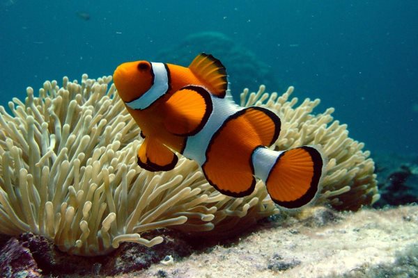 Que mange le poisson clown ? Tout sur son alimentation