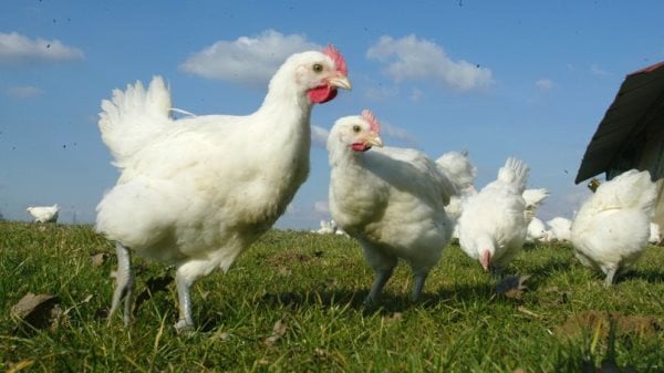 Que mangent les poules ? Tout sur leur alimentation