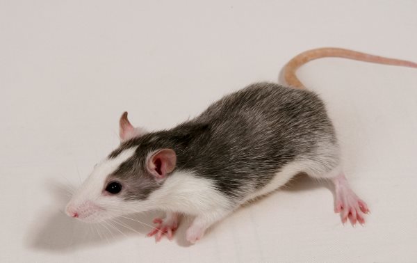 Que mange un rat ? Tout sur son alimentation