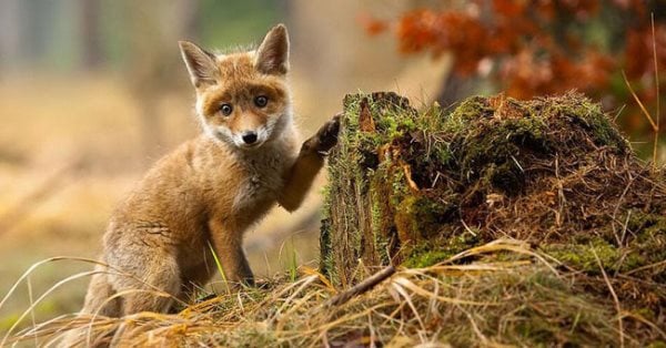 Que mange le renard ? Tout sur son alimentation