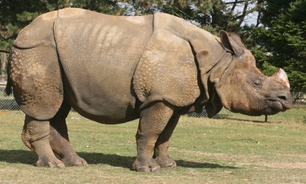 Que mangent les rhinocéros ? Tout sur leur alimentation