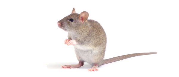 Que mange la souris ? Tout sur son alimentation