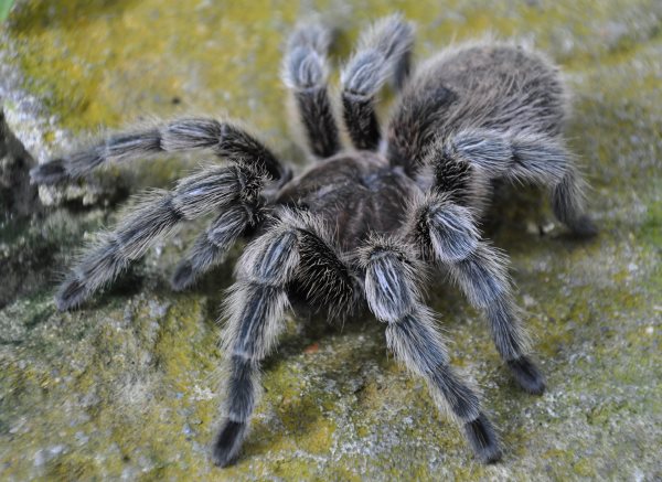 tarantule